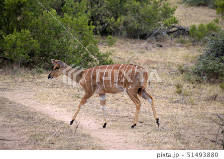 南アフリカ　ニアラのメス 51493880