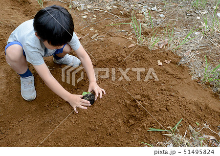 家庭菜園をはじめる子ども 家庭菜園をはじめる子ども 51495824