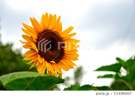向日葵 51496007