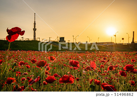 平井運動公園　ポピー畑とスカイツリー 51496862