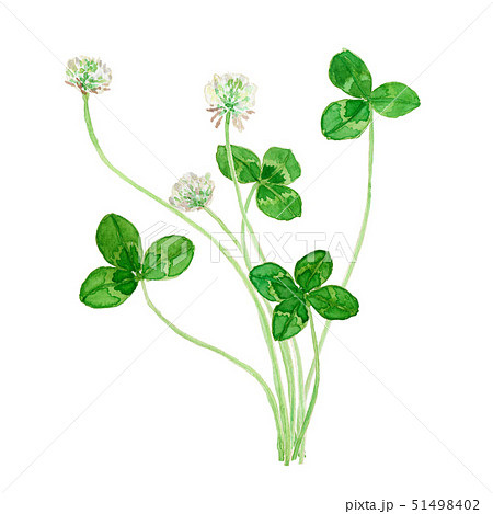 Trifolium Repens クローバーのイラスト素材