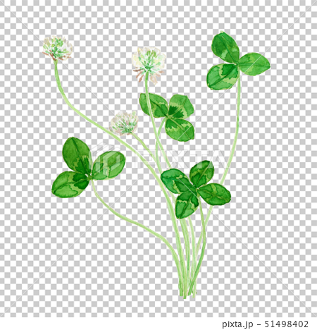 Trifolium Repens クローバーのイラスト素材