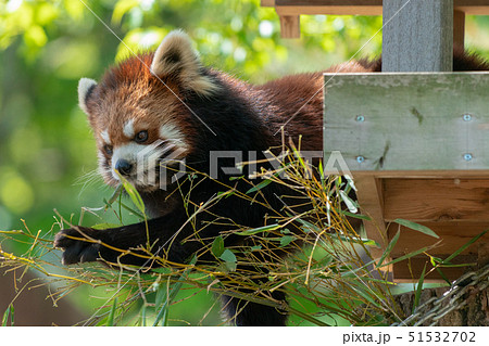 ササを食べるレッサーパンダ ササを食べるレッサーパンダ 51532702