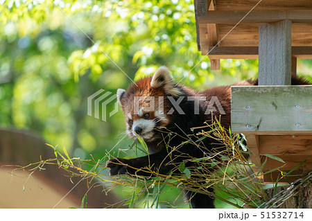 ササを食べるレッサーパンダ 51532714