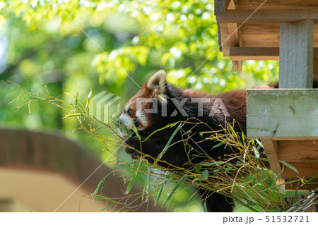 ササを食べるレッサーパンダ ササを食べるレッサーパンダ 51532721