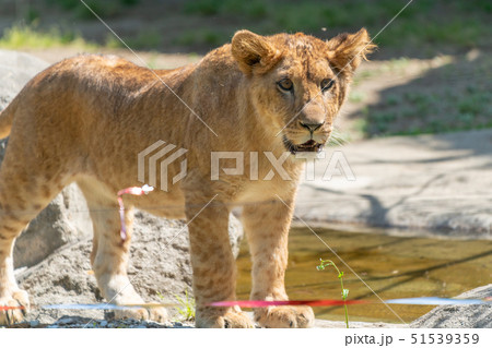 子どものライオンの写真素材