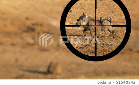 Hunting warthog in Botswana 51540542