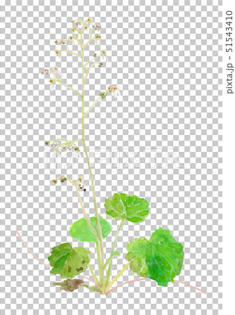 Saxifraga stolonifera Yukinoshita Saxifraga stolonifera Yukinoshita 51543410