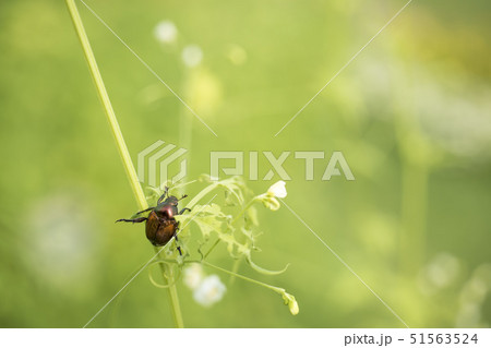 昆虫、黄金虫・風船葛に飛んできた黄金虫 51563524