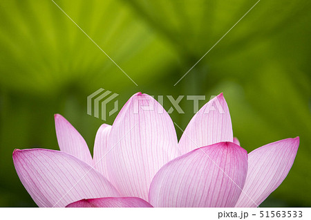 背景画像・仏様の台座のイメージ 背景画像・仏様の台座のイメージ 51563533