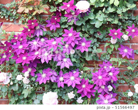 紫色のクレマチス 51566497