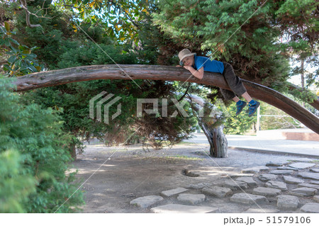 The boy lies on a thick branch of larch like a cat 51579106