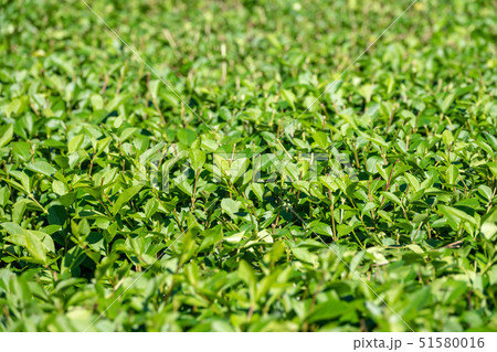 Green bushes with trimmed branches Green bushes with trimmed branches 51580016