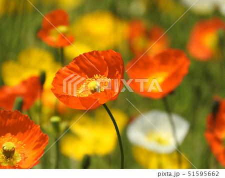 満開のポピー 51595662