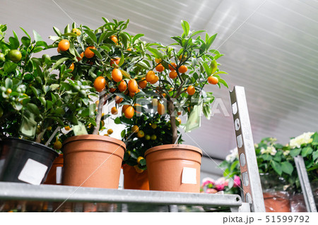 Many different plants in flower pots in flowers store. Garden center and wholesale supplier concept 51599792