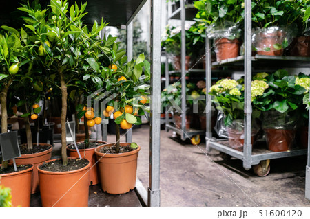 Many different plants in flower pots in flowers store. Garden center and wholesale supplier concept 51600420