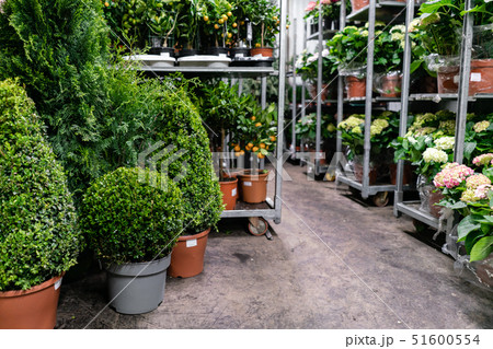 Many different plants in flower pots in flowers store. Garden center and wholesale supplier concept 51600554