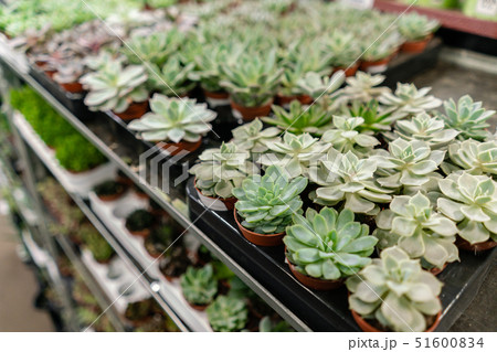 Garden center and wholesale supplier concept. Many different cacti in flower pots in flowers store 51600834