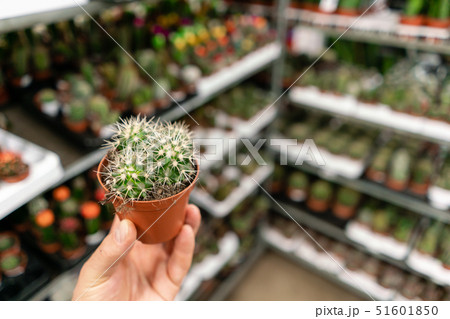 Garden center and wholesale supplier concept. Selective focus on cactus in pots in the hands of man Garden center and wholesale supplier concept. Selective focus on cactus in pots in the hands of man 51601850
