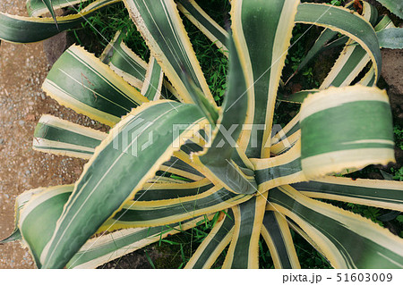 big agave in the botanical garden 51603009
