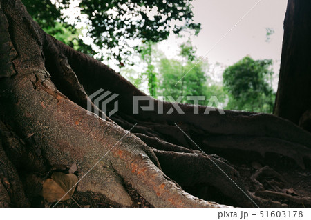 big roots of an old big tree 51603178