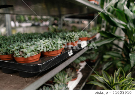 Garden center and wholesale supplier concept. Many different cacti in flower pots in flowers store Garden center and wholesale supplier concept. Many different cacti in flower pots in flowers store 51605910