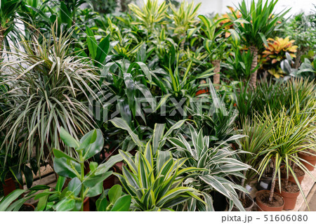 Many different high plants in flower pots in flowers store. Garden center and wholesale supplier 51606080