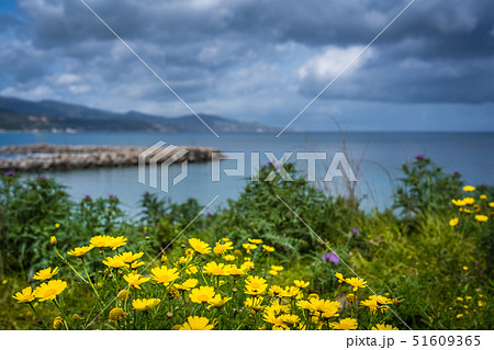 Yellow flowers on a meadow over Alykes Beach Yellow flowers on a meadow over Alykes Beach 51609365