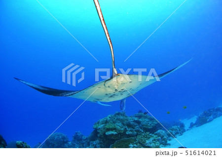 南国の海のマンタ 51614021