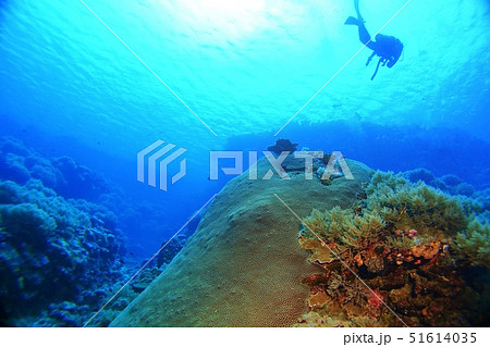珊瑚礁とダイバー 51614035