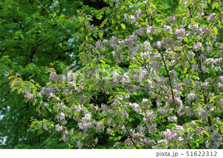 Spring flowering of apple tree Spring flowering of apple tree 51622312