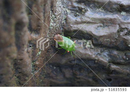 ハサミツノカメムシ♀ 51635593