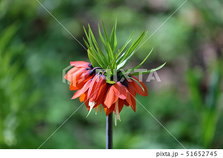 Spring bloom of Fritillaria Imperialis 51652745