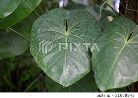 Thick plant's leaf Thick plant's leaf 51659945