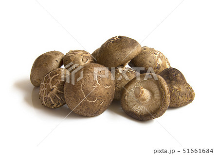 キノコっコ　ページ kensaku08.gif