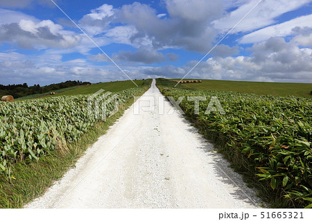 北海道　稚内　宗谷丘陵白い道 51665321