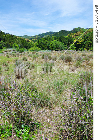 休耕田のススキ 51676499