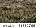 葦 ススキ 森 51682766