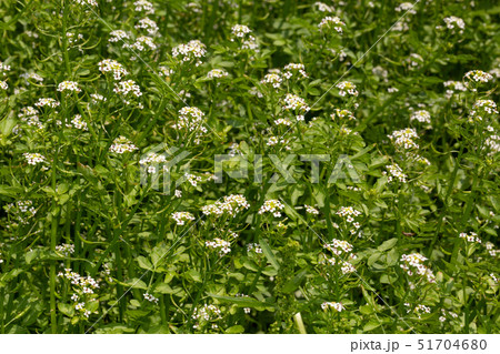 オランダガラシ 51704680