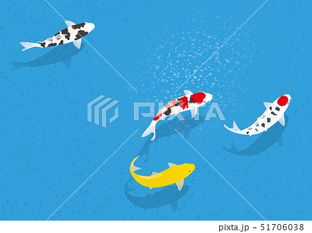 泳ぐ錦鯉 51706038