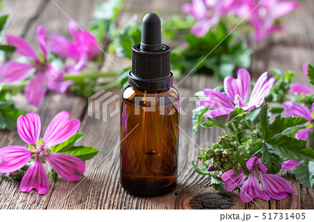 A bottle of mallow essential oil with fresh malva A bottle of mallow essential oil with fresh malva 51731405