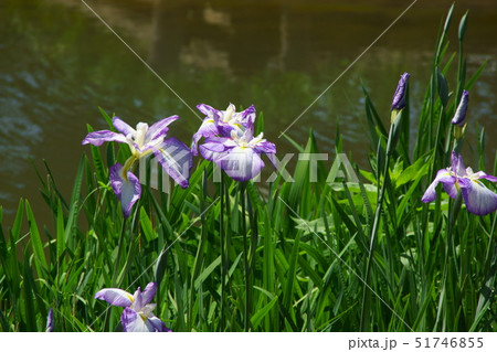 花菖蒲 51746855