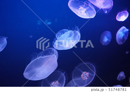 水族館 水族館 51748781