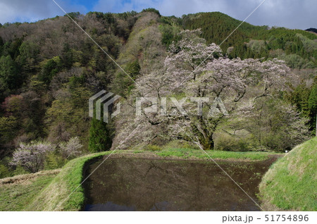 駒つなぎの桜 駒つなぎの桜 51754896