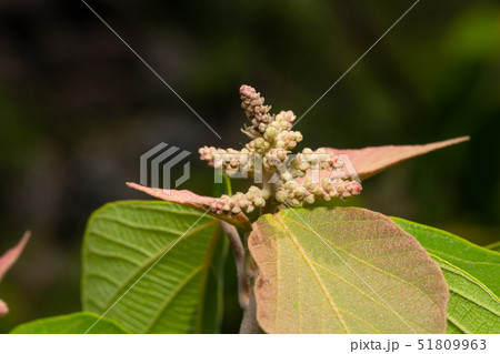 アカメガシワ 51809963