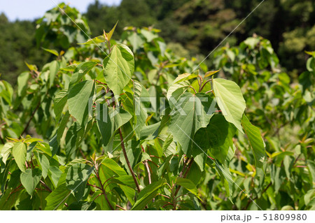 アカメガシワ アカメガシワ 51809980