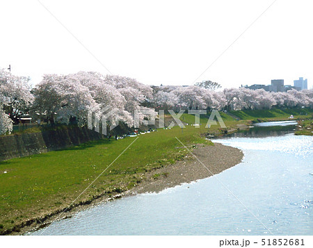 土手の桜のイラスト素材