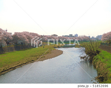 土手の桜のイラスト素材