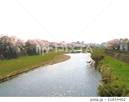 土手の桜並木のイラスト素材