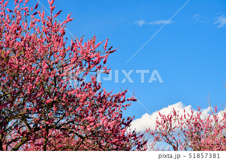 花桃の花 51857381